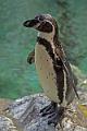 Pinguin - Co04